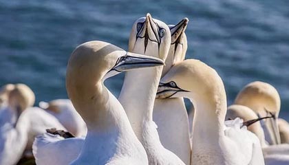 开云-亚冠裁判尚未完全到齐 1/4决赛才会启动视频裁判