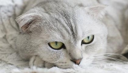 kaiyun-【中超】埃德尔特谢拉破门 苏宁2比1恒大夺历史首冠