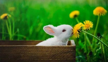 www开云com-欧文再度上演迷之操作 赛前诡异仪式引发热议